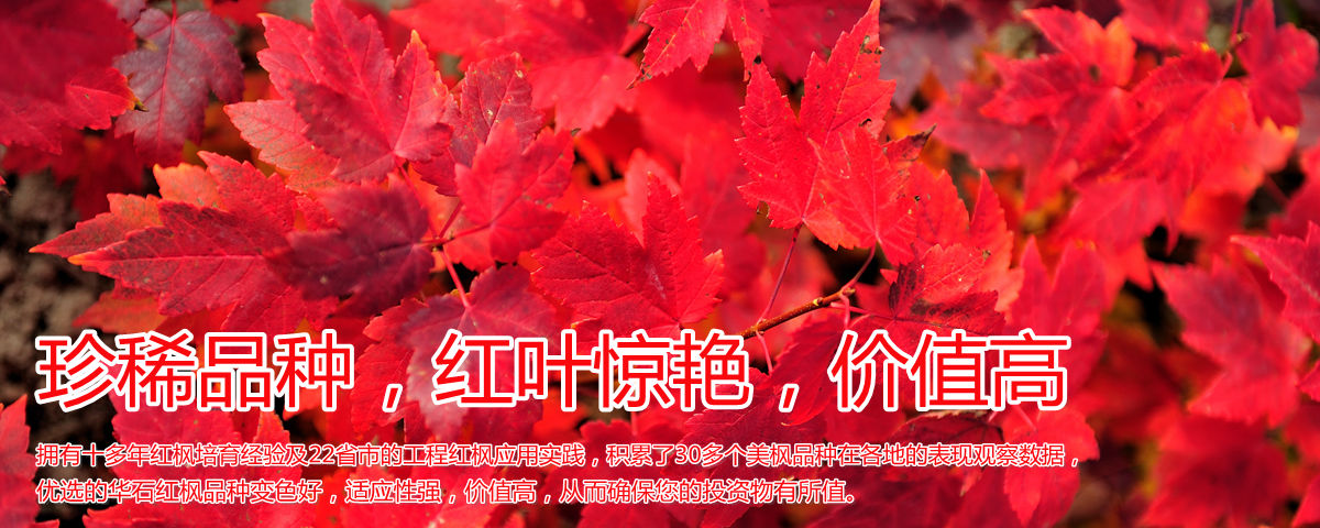 變色驚艷、品種稀缺、價(jià)值高