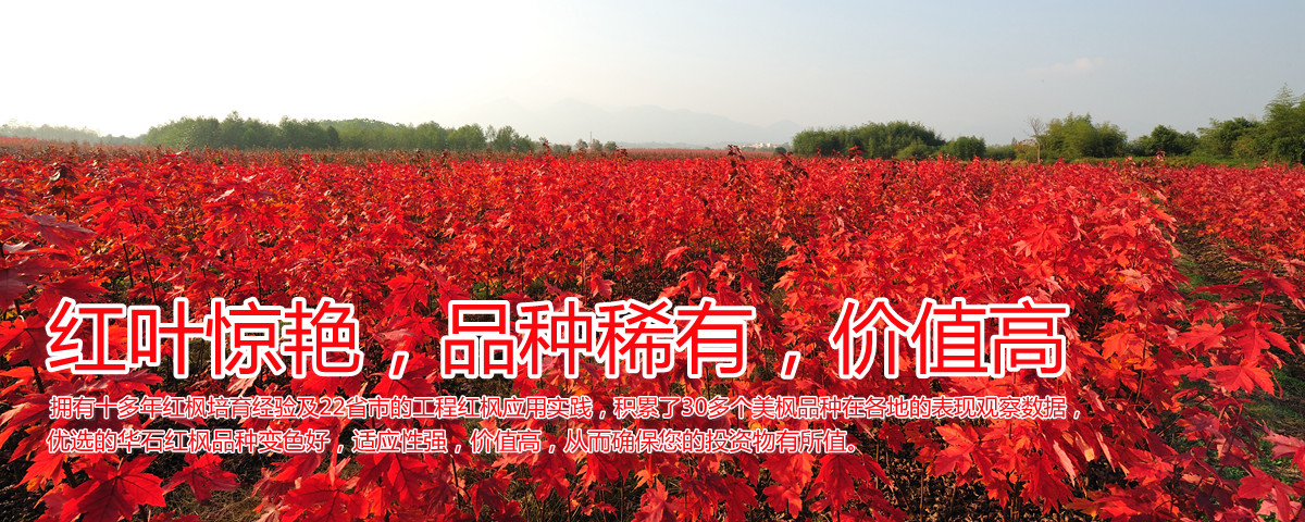 變色驚艷、品種稀缺、價(jià)值高