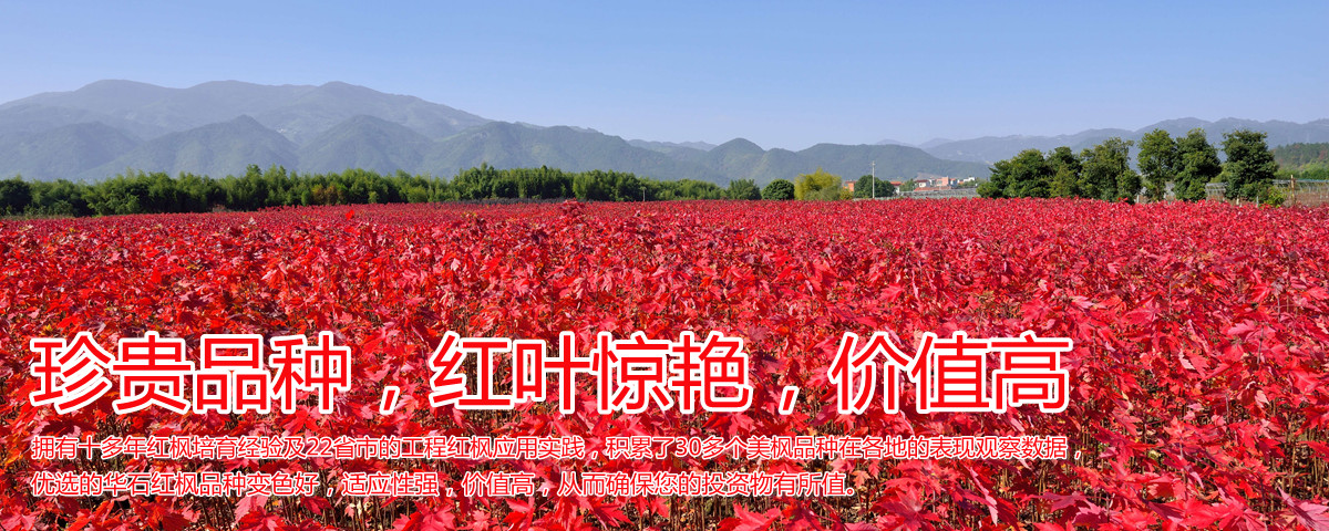 變色驚艷、品種稀缺、價(jià)值高