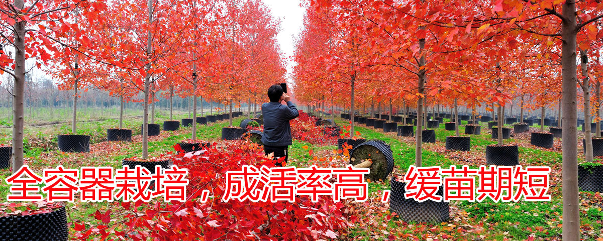 全程容器栽培，成活率高，緩苗期短