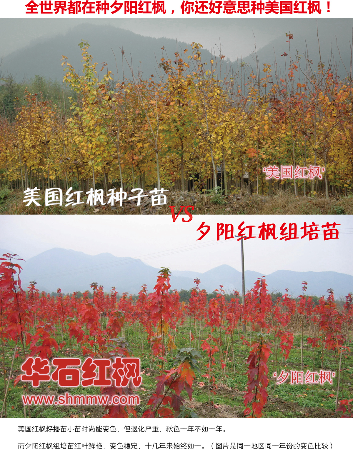 全世界都在種夕陽紅楓，你還好意思種美國紅楓！