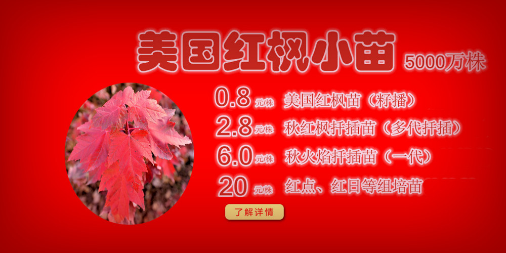 夕陽紅、十月光輝、紅點紅楓、美國紅楓小苗質(zhì)佳價平回饋廣大客戶，接受2017-2018季苗預定！