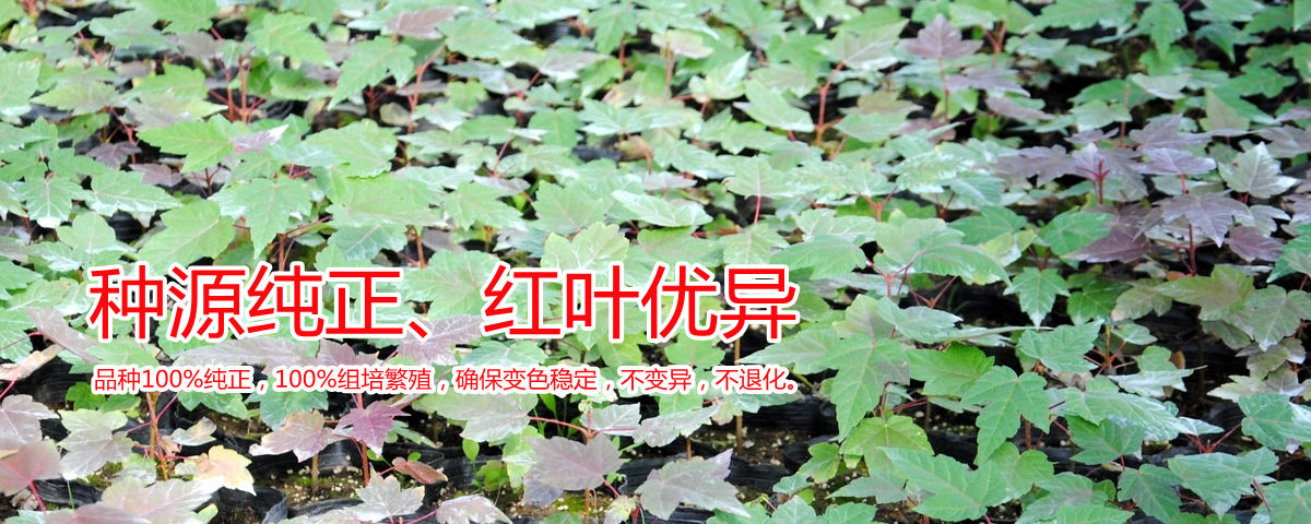 種源純正、表現(xiàn)優(yōu)異